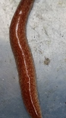 Australopacifica spectabilis