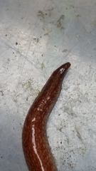 Australopacifica spectabilis