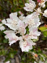 Xanthosia rotundifolia
