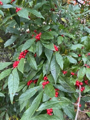 Ilex verticillata