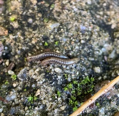 Diplopoda