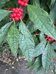 Ilex verticillata