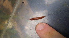 Australopacifica spectabilis