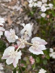 Xanthosia rotundifolia