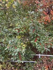 Ilex verticillata
