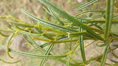 Maerua rosmarinoides