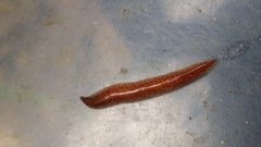 Australopacifica spectabilis