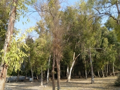 Eucalyptus camaldulensis