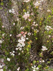 Xanthosia rotundifolia