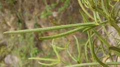 Maerua rosmarinoides
