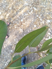 Eucalyptus camaldulensis