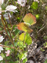 Xanthosia rotundifolia