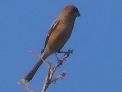 Lanius bucephalus