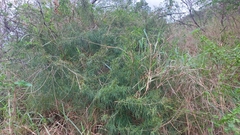 Maerua rosmarinoides