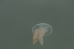 Catostylus tagi