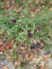 Pycnanthemum verticillatum