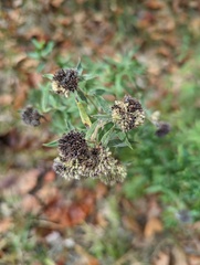Pycnanthemum verticillatum