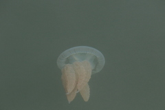 Catostylus tagi
