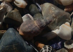 Agnewia tritoniformis