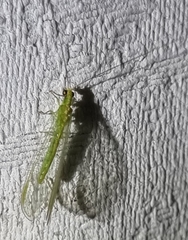 Chrysoperla comanche