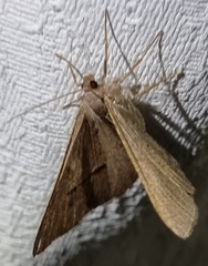 Isturgia penthearia