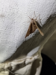 Isturgia penthearia