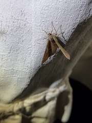 Isturgia penthearia