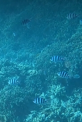 Abudefduf sexfasciatus