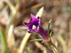 Monopsis debilis