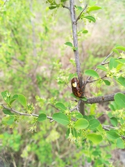 Pedinorrhina trivittata