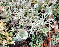 Cladonia submitis