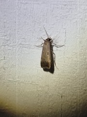 Tathorhynchus fallax