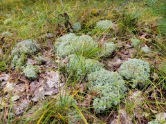 Cladonia submitis