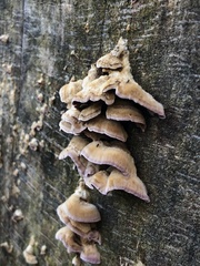 Trichaptum biforme