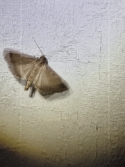 Tathorhynchus fallax