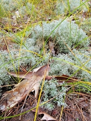 Cladonia submitis
