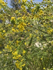 Rutaceae