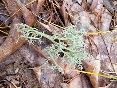 Cladonia submitis