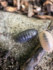 Armadillidium