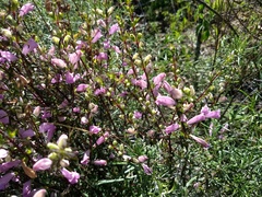 Lamourouxia dasyantha