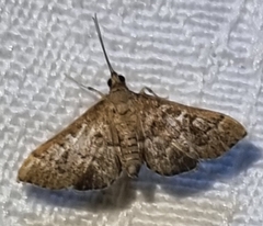 Nacoleia rhoeoalis
