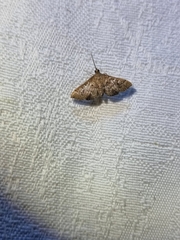 Nacoleia rhoeoalis