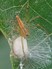 Oxyopes macilentus