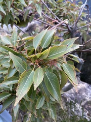 Brachychiton populneus