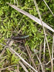 Metrioptera brachyptera