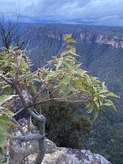 Brachychiton populneus