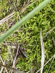 Metrioptera brachyptera