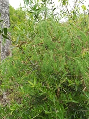 Asparagus buchananii