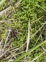 Metrioptera brachyptera