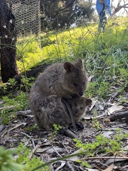 Setonix brachyurus